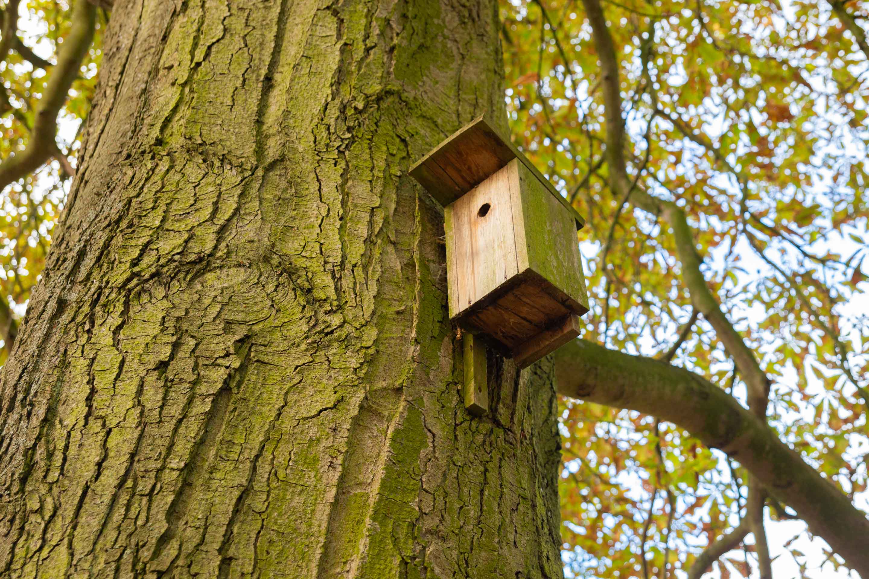 Vogelhaus an einem Baum