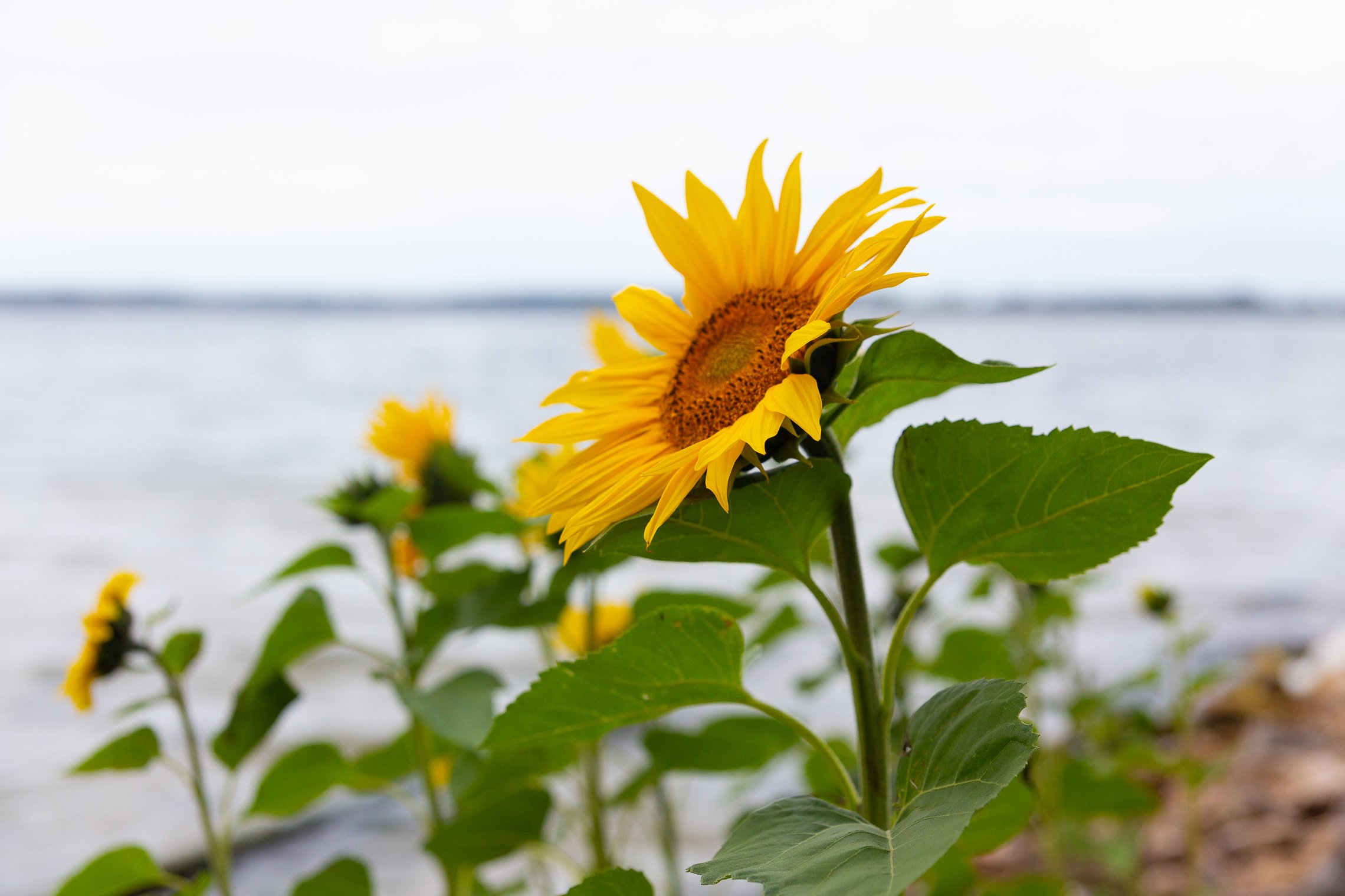 Einige Sonnenblumen stehen am Ufer des Arendsee
